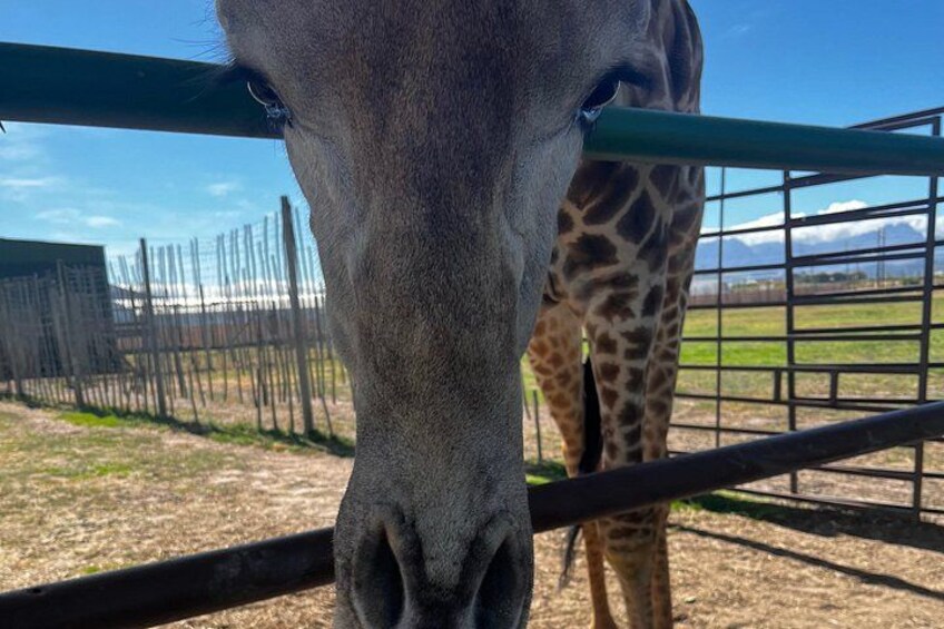 A giraffe's head and neck behind a fence with a mountainous background. 3
