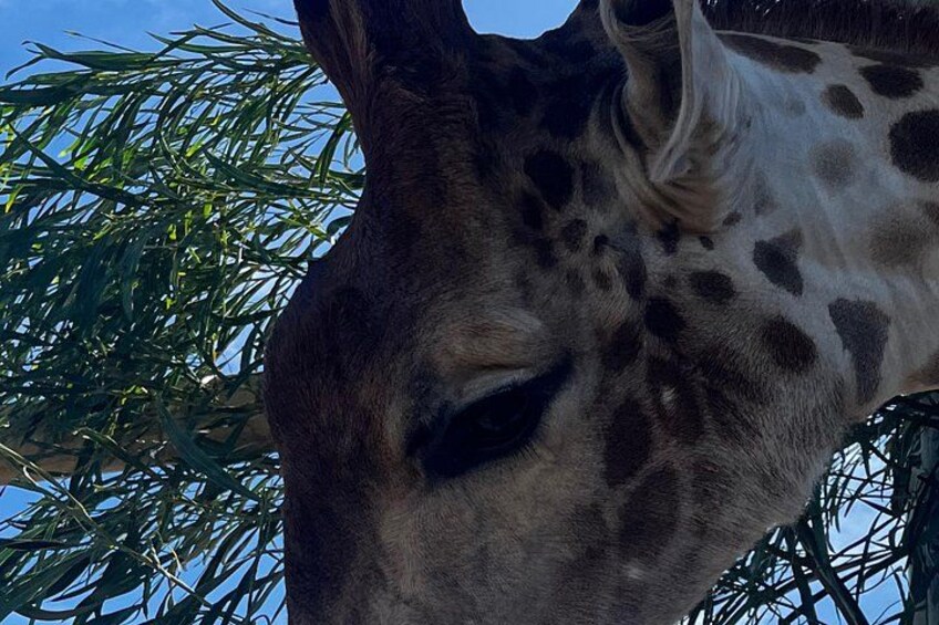 A giraffe's head and neck, with a clear view of its spots and long neck. 2