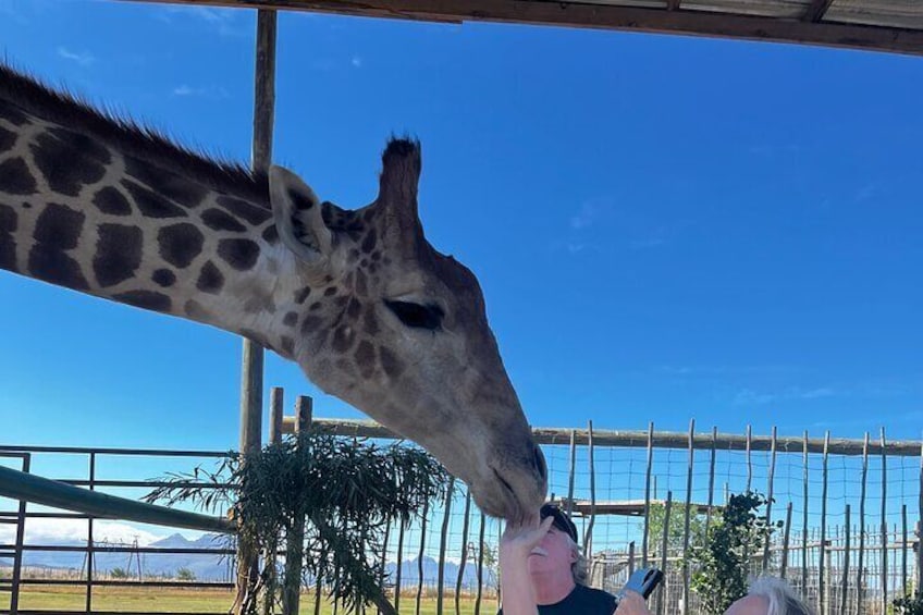 A giraffe reaching over a fence to eat from a person's hand. 1