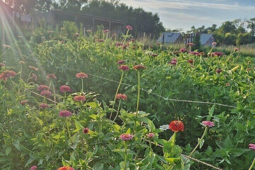 A field of flowers with green foliage and a fence in the background. 3