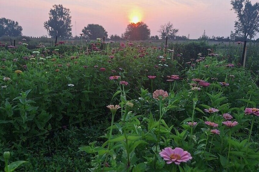 A field of flowers with a sunset in the background. 2