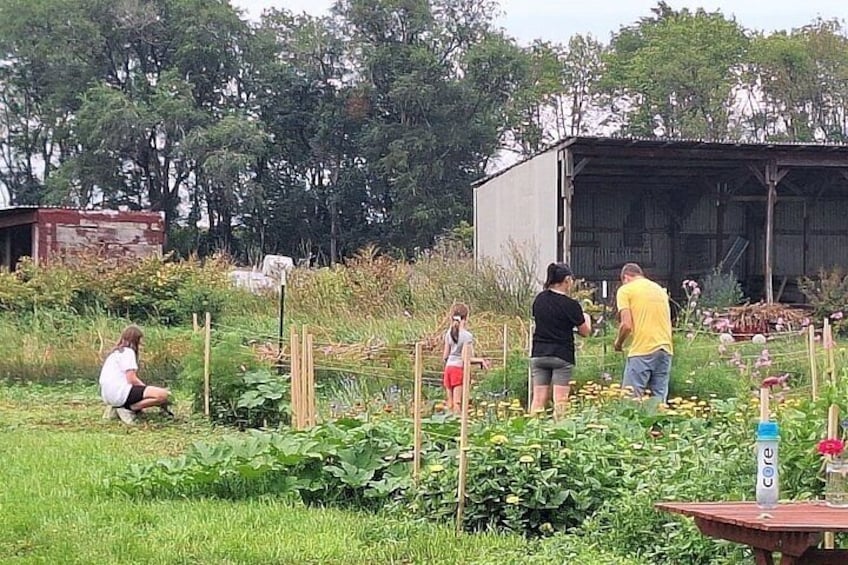 A group of people gardening in a field with a metal shed in the background. 4