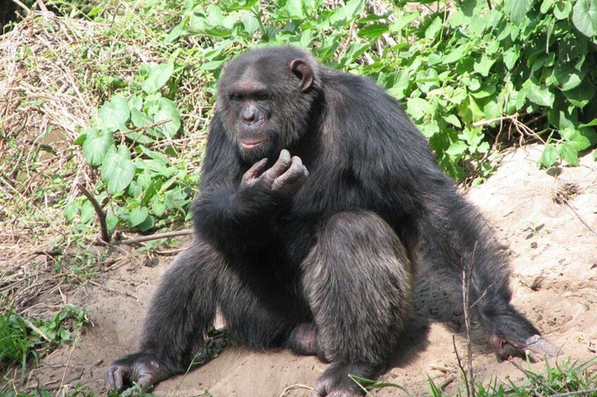 A chimpanzee sitting on the ground surrounded by greenery. 3