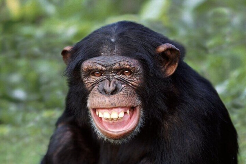A chimpanzee in a natural setting with greenery in the background. 1