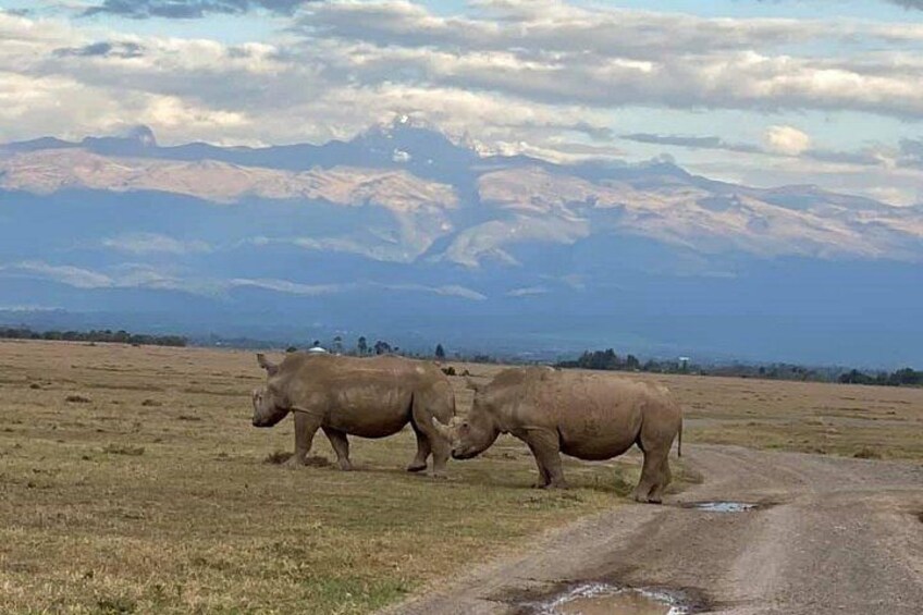 Two rhinos walking on a dirt road with mountains in the background. 2