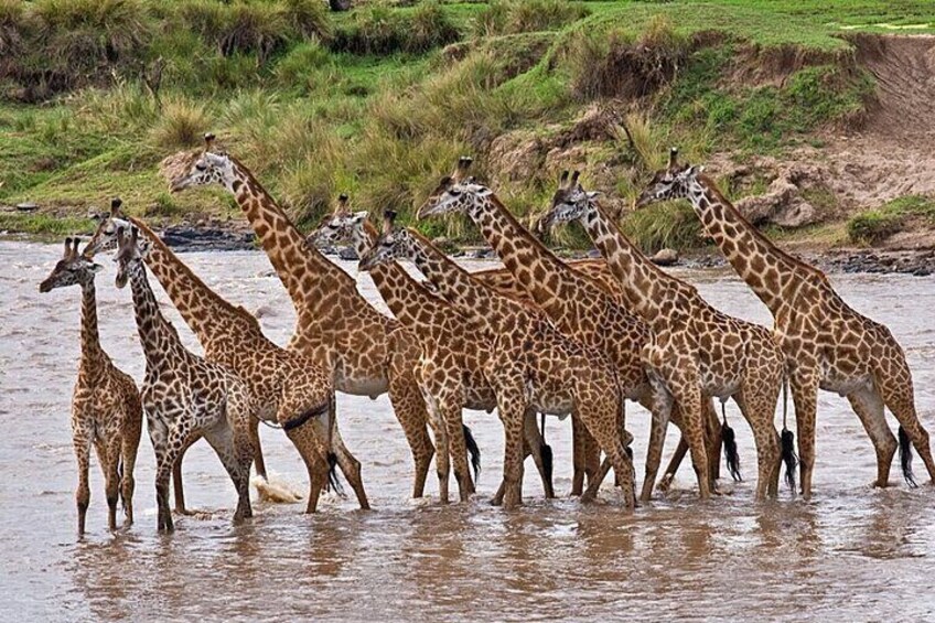 A group of giraffes crossing a river. 5