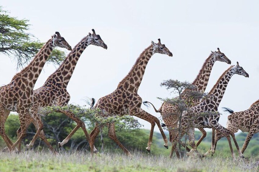 A group of giraffes walking in a grassy field with trees in the background. 4