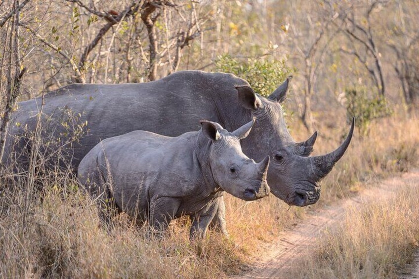 Two rhinos on a dirt path in a dry, grassy area with sparse trees. 2