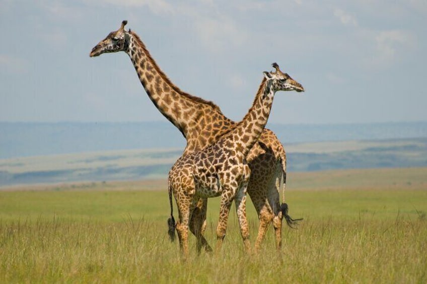 Two giraffes walking in a grassy field with a distant landscape. 3
