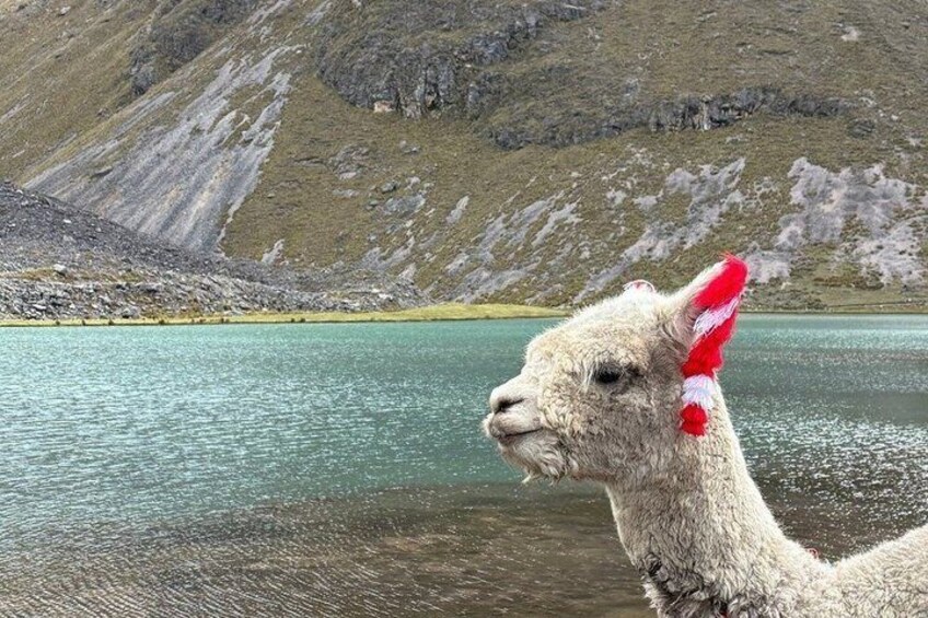 A llama with a red and white feathered headdress by a calm lake with mountains in the background. 3