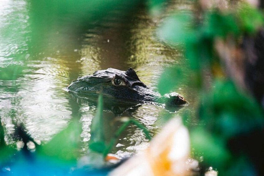 Guided Kayak Tour Through Ometepe Island Mangroves 5