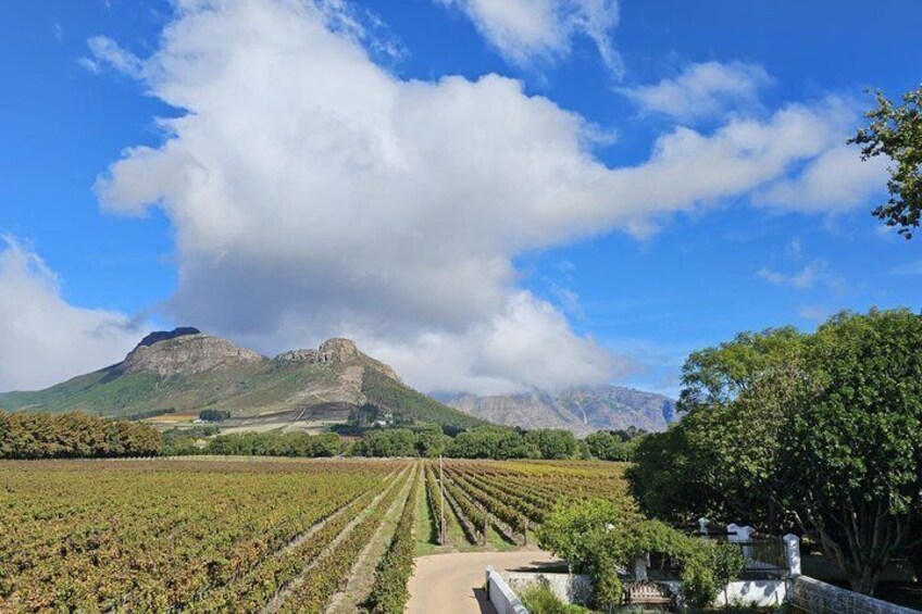 A vineyard with rows of grapevines, a mountain in the background, and a clear blue sky. 4