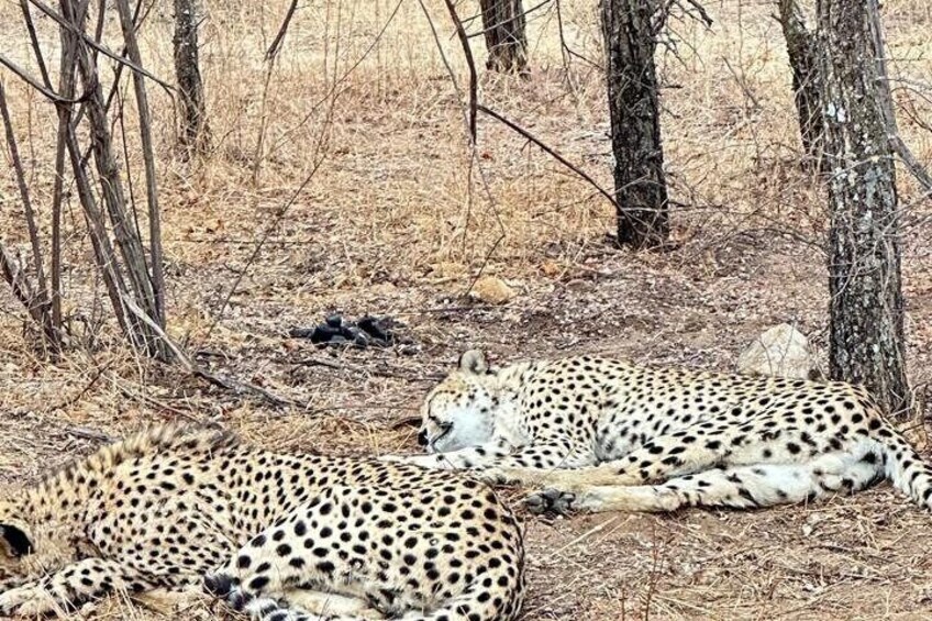Two cheetahs resting in a dry, wooded area with sparse vegetation and leafless trees. 1
