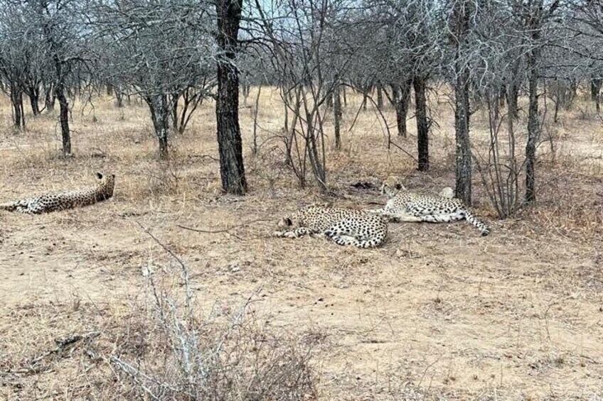 Three cheetahs resting in a dry savanna with sparse trees. 3