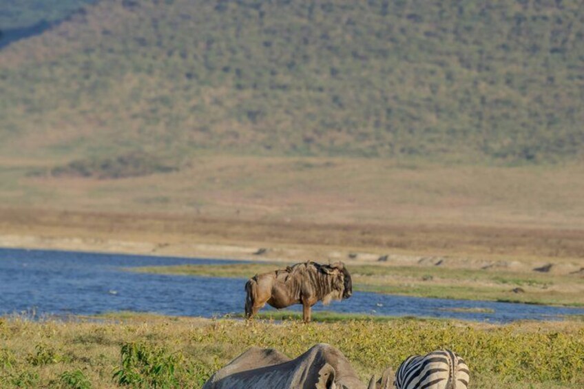 A zebra and a wildebeest by a river with a forested hill in the background. 2