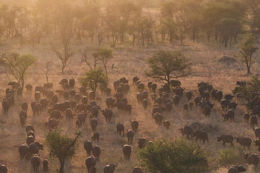 3 Days Serengeti and Ngorongoro Safari Tour with KILITA SAFARIS 2