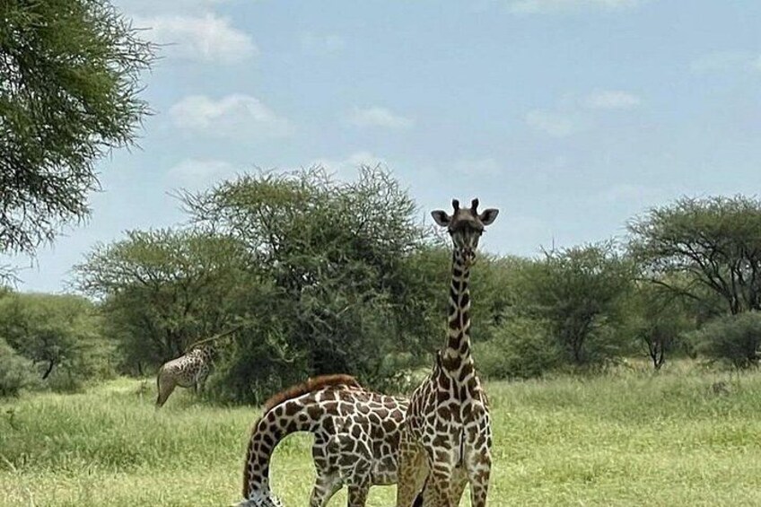 3 Days Serengeti and Ngorongoro Safari Tour with KILITA SAFARIS 5