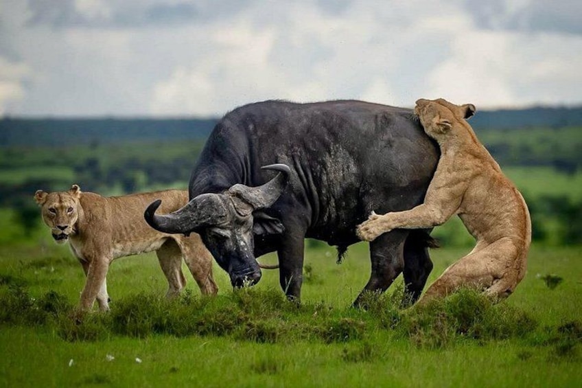 3 Days Serengeti and Ngorongoro Safari Tour with KILITA SAFARIS 1