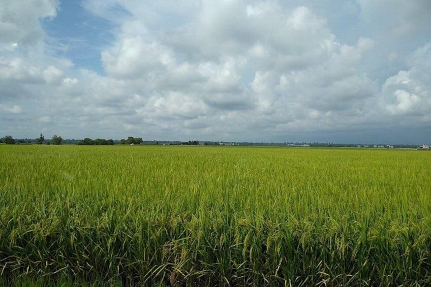 A vast field of green crops under a cloudy sky. 3
