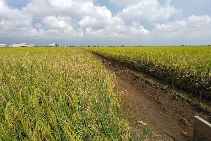 A flooded agricultural field with a narrow water channel. 4