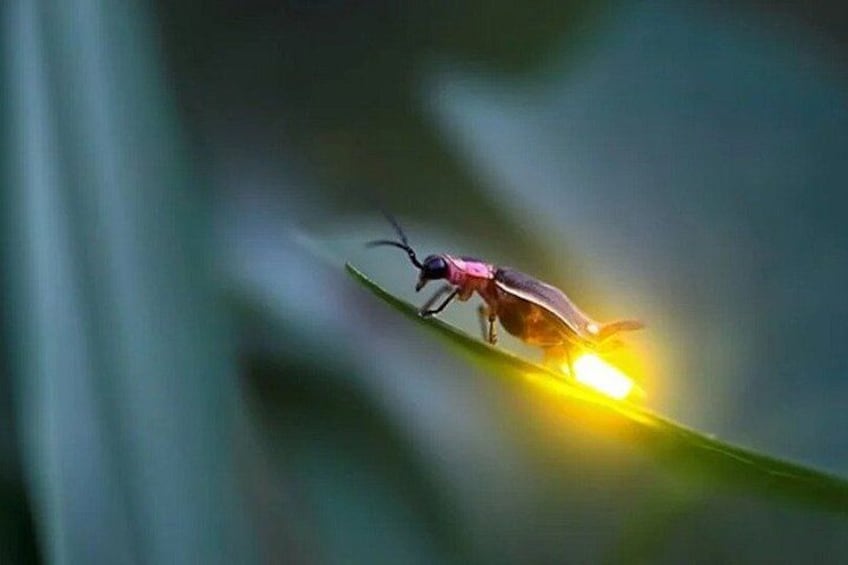 A close-up of a bee on a green leaf. 1