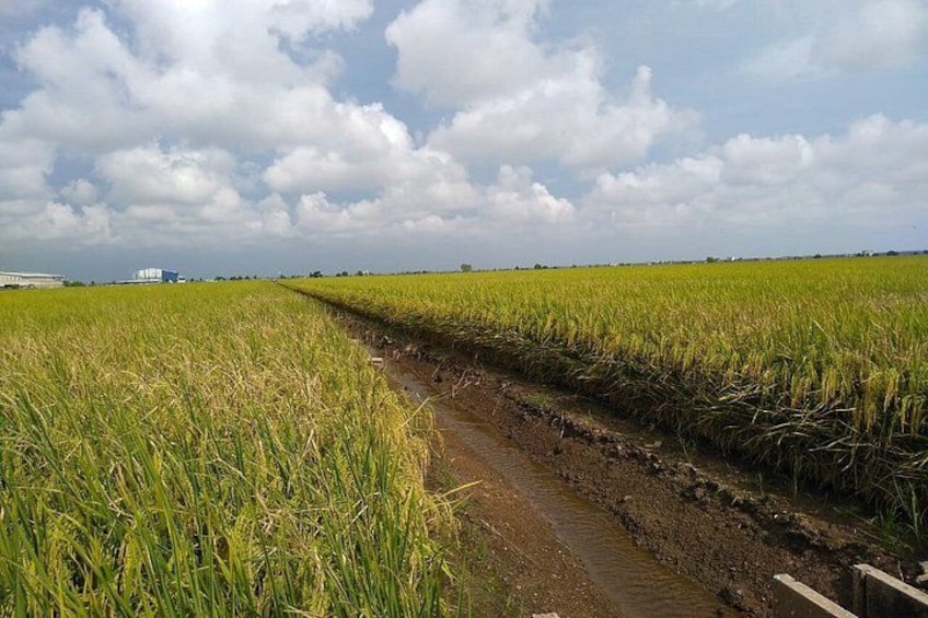 A flooded agricultural field with a narrow water channel. 5