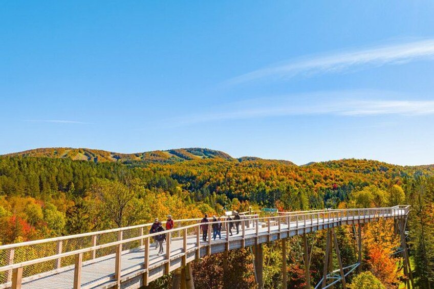 Bike Rentals Treetop Walk Package 3