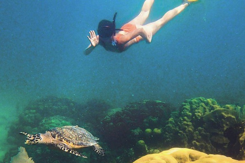 Eine Person schnorchelt unter Wasser in der Nähe einer Meeresschildkröte. 4