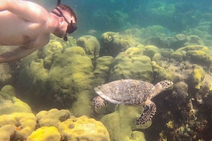 A person snorkeling near a turtle swimming among green coral formations. 5