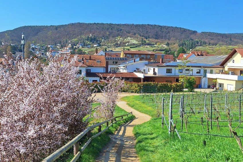 A rural landscape with a vineyard, a path, houses, and a hill in the background. 4