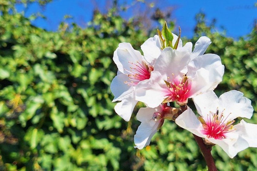 White flowers with pink centers against a green leafy background. 2