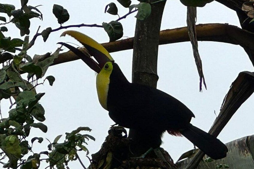 A toucan perched on a tree branch. 4