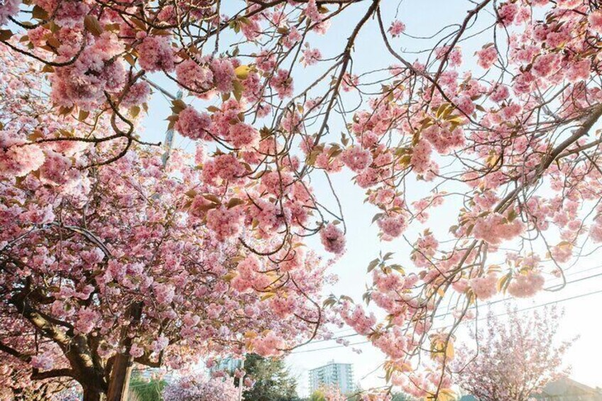 Cherry blossoms in full bloom with a cityscape in the background. 1