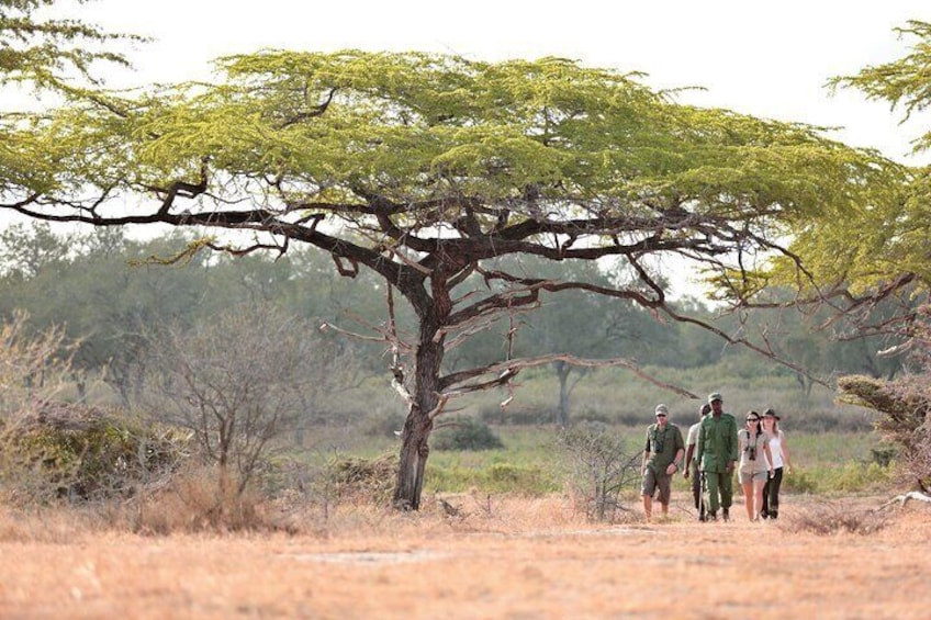 A group of people walking on a dry grassland with a large tree in the foreground. 2