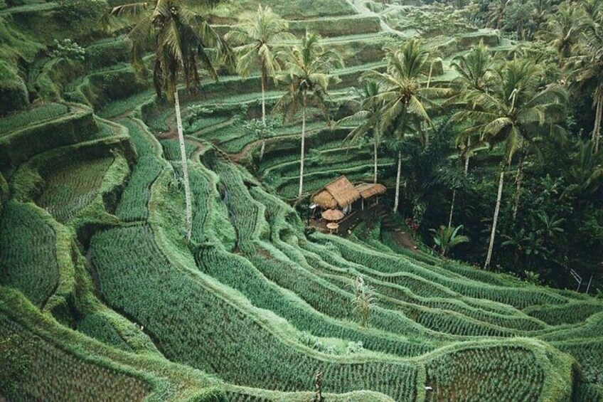 Terraced rice fields with palm trees and a traditional thatched-roof hut. 2