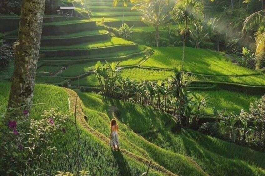 A person walking on a terraced rice field with palm trees and a path. 3