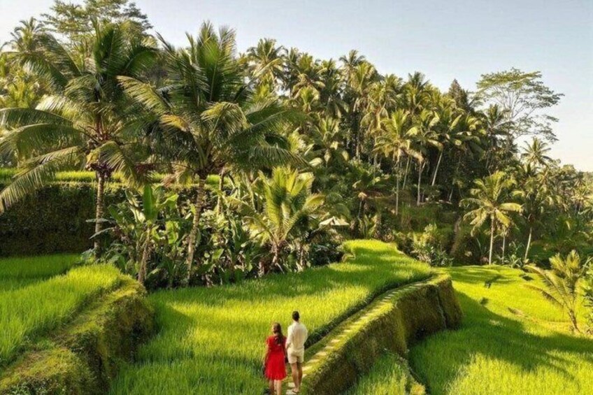 A lush green rice paddy with two people walking through it, surrounded by tall palm trees. 5