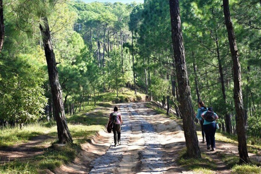 A forest trail with two hikers. 3