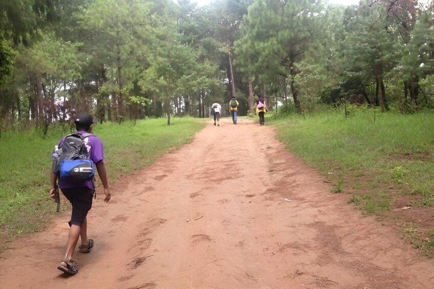 A dirt path flanked by trees, leading into a forested area. 2