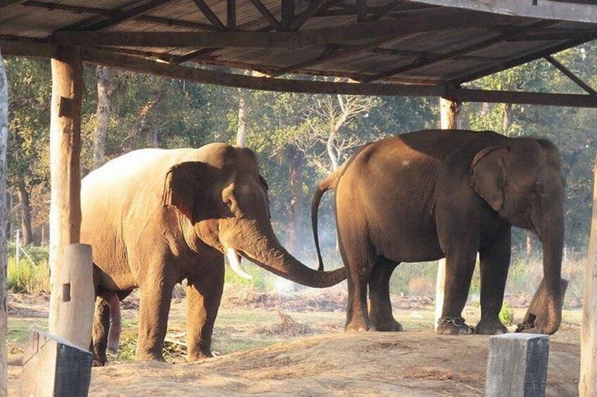 Two elephants under a wooden shelter in a natural setting. 2