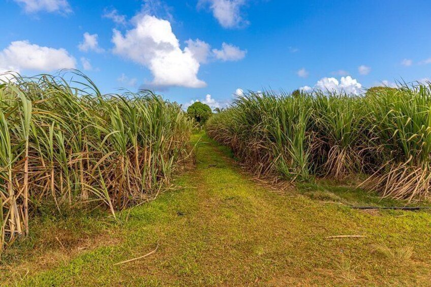 A pathway flanked by tall sugarcane plants under a clear blue sky. 4
