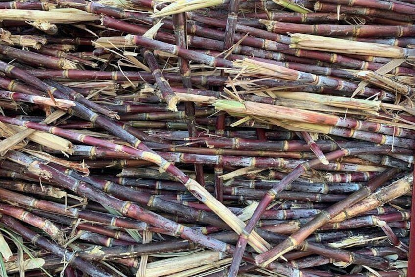 A pile of sugarcane stalks. 2