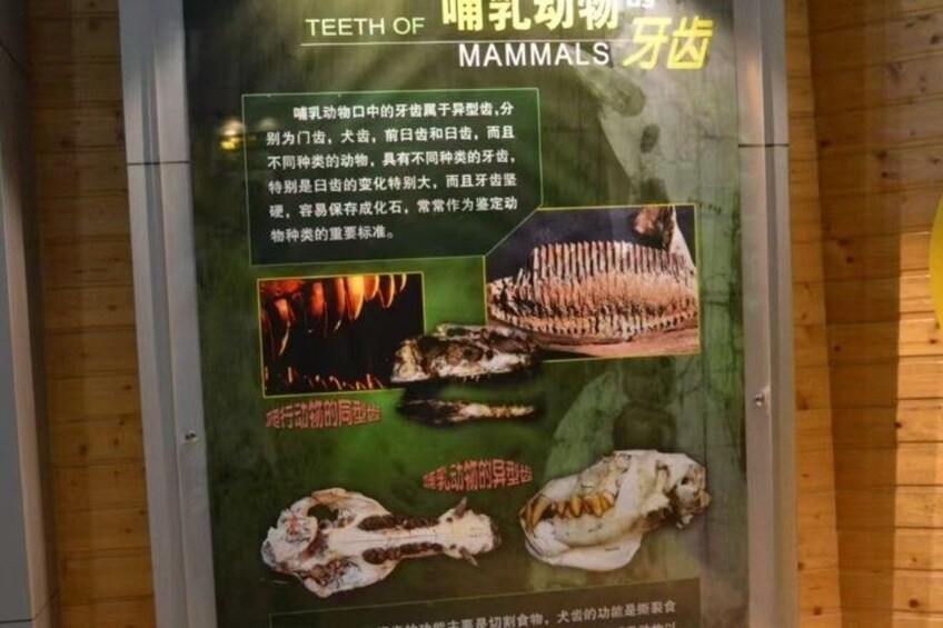 National Natural History Museum of China Admission Ticket 4