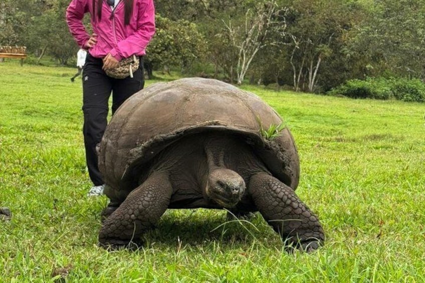 A tortoise on a grassy field with a person standing beside it. 3