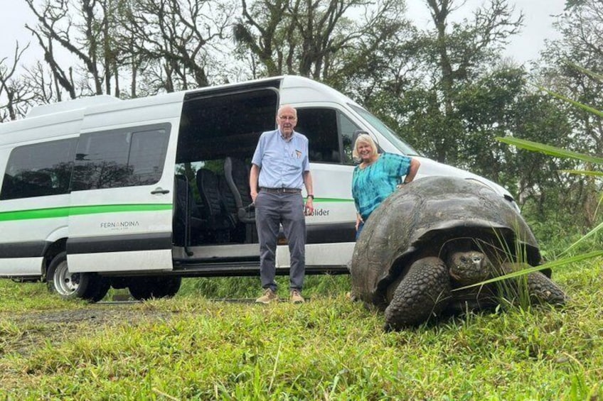 A white van with green stripes, a person standing beside it, and a tortoise on the grass. 2