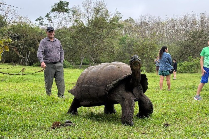 A large tortoise on a grassy field with people in the background. 1