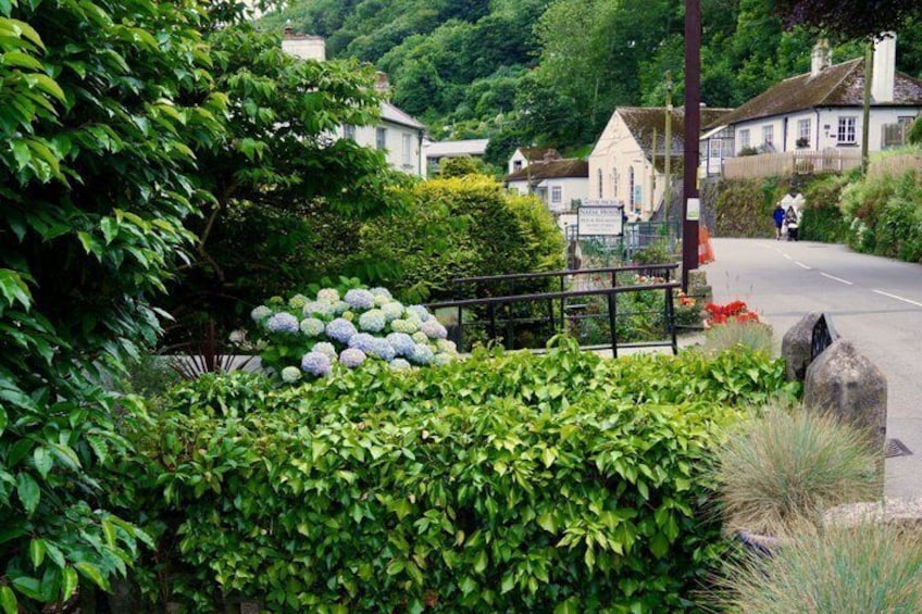 A rural road with a hedge, a pile of hydrangeas, and houses in the background. 4