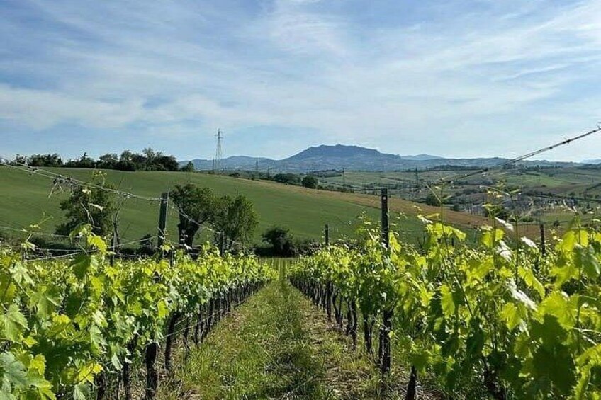 Organic Wine Tasting and Local Food with View near Rimini 2