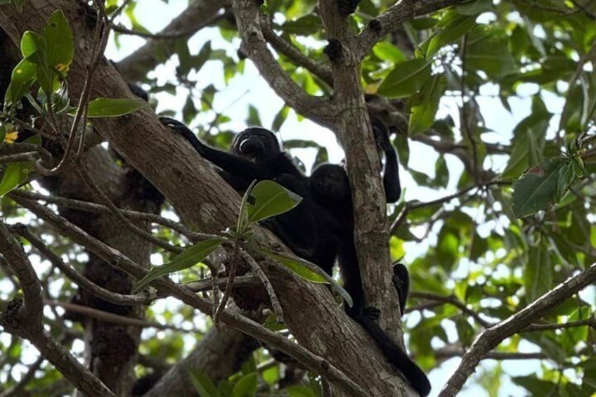 A group of black bears resting in a tree. 5