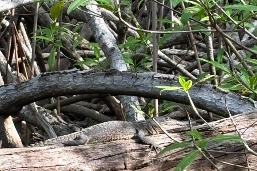 Mangrove Boat Tour in Tamarindo 5